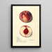 Prunus persica Illinois - Mary Daisy Arnold — gerahmtes Bild an der Wand