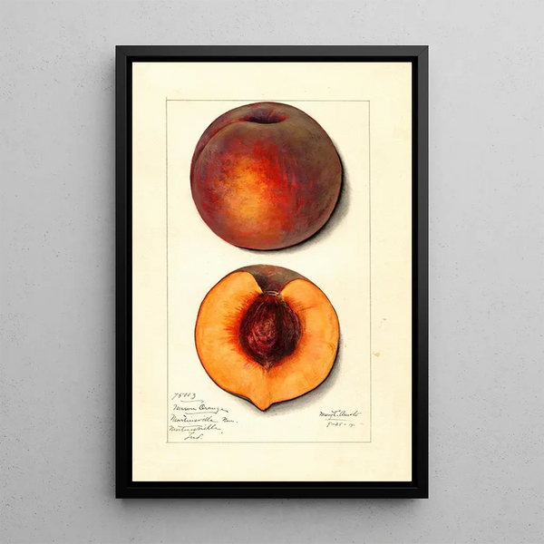Mary Daisy Arnold - Prunus persica Masons Orange.webp