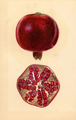 Mary Daisy Arnold - Punica granatum Pomegranate.webp