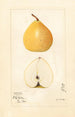 Pyrus pyrifolia Apfel Birne - Mary Daisy Arnold — Ansicht des Kunstwerks
