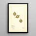 Ribes Duplication - Mary Daisy Arnold — gerahmtes Bild an der Wand