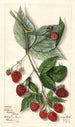 Rubus Andrews - Mary Daisy Arnold — Ansicht des Kunstwerks