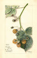 Rubus Brinkles Orange - Mary Daisy Arnold — Ansicht des Kunstwerks