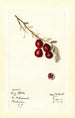 Vaccinium macrocarpon Early Black - Mary Daisy Arnold — Ansicht des Kunstwerks