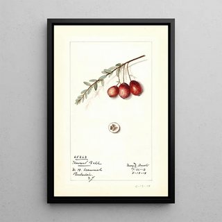 Mary Daisy Arnold - Vaccinium macrocarpon Howard Bell.webp