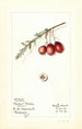 Vaccinium macrocarpon Howard Bell - Mary Daisy Arnold — Ansicht des Kunstwerks