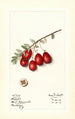 Vaccinium macrocarpon Jumbo - Mary Daisy Arnold — Ansicht des Kunstwerks