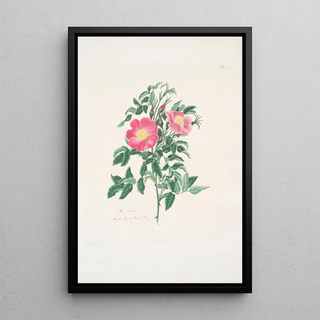 Mary Lawrance - Rosa carolina2.webp