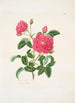 Rosa centifolia - Mary Lawrance — Ansicht des Kunstwerks