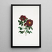 Rosa centifolia - Mary Lawrance — gerahmtes Bild an der Wand