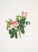 Rosa centifolia - Mary Lawrance — Ansicht des Kunstwerks