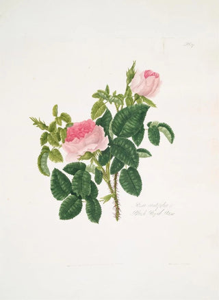 Mary Lawrance - Rosa centifolia7.webp