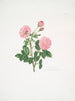 Rosa centifolia8 - Mary Lawrance — Ansicht des Kunstwerks