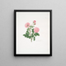 Rosa centifolia8 - Mary Lawrance — gerahmtes Bild an der Wand
