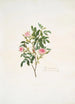 Rosa cinnamomea - Mary Lawrance — Ansicht des Kunstwerks