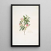 Rosa cinnamomea - Mary Lawrance — gerahmtes Bild an der Wand
