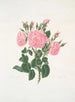 Rose de Damas - Mary Lawrance — Ansicht des Kunstwerks