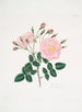 Rose de Damas5 - Mary Lawrance — Ansicht des Kunstwerks