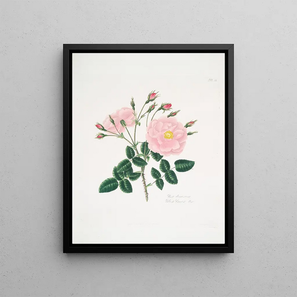 Mary Lawrance - Rosa damascena5.webp