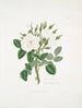 Rose de Damas 2 - Mary Lawrance — Ansicht des Kunstwerks