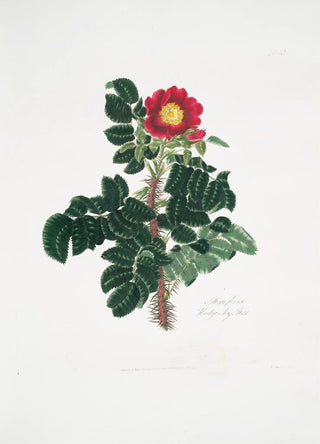 Mary Lawrance - Rosa ferox.webp