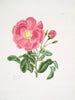Rose Gauloise2 - Mary Lawrance — Ansicht des Kunstwerks