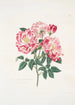 Rosa gallica versicolor - Mary Lawrance — Ansicht des Kunstwerks