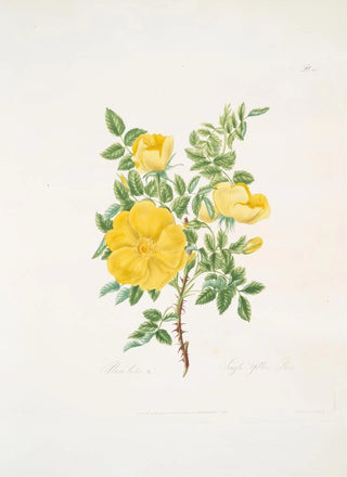 Mary Lawrance - Rosa lutea.webp