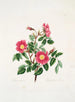 Rosa pendulina - Mary Lawrance — Ansicht des Kunstwerks