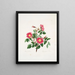 Rosa pendulina - Mary Lawrance — gerahmtes Bild an der Wand
