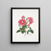Rosa provincialis3 - Mary Lawrance — gerahmtes Bild an der Wand