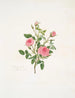 Rosa provinciale ou Rose de Meaux - Mary Lawrance — Ansicht des Kunstwerks
