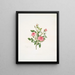 Rosa provinciale ou Rose de Meaux - Mary Lawrance — gerahmtes Bild an der Wand