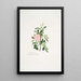 Rosa rubiginosa - Mary Lawrance — gerahmtes Bild an der Wand