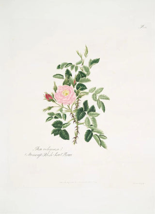Mary Lawrance - Rosa rubiginosa.webp