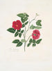 Rose semperflorens - Mary Lawrance — Ansicht des Kunstwerks