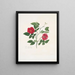 Rose semperflorens - Mary Lawrance — gerahmtes Bild an der Wand
