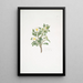 Rosa spinosissima - Mary Lawrance — gerahmtes Bild an der Wand