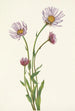 Vergerette d'Alaska Erigeron salsuginosus - Mary Vaux Walcott — Ansicht des Kunstwerks