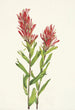 Castilléjie de l'Alberta Castilleja miniata - Mary Vaux Walcott — Ansicht des Kunstwerks
