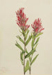 Castilléjie de l'Alberta Castilleja miniata - Mary Vaux Walcott — Ansicht des Kunstwerks