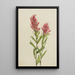 Castilléjie de l'Alberta Castilleja miniata - Mary Vaux Walcott — gerahmtes Bild an der Wand