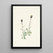 Vergerette des Aléoutiennes Erigeron unalaschensis - Mary Vaux Walcott — gerahmtes Bild an der Wand
