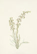 Pédiculaire contortée Pedicularis contorta - Mary Vaux Walcott — Ansicht des Kunstwerks
