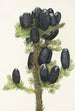 Sapin subalpin Abies lasiocarpa - Mary Vaux Walcott — Ansicht des Kunstwerks
