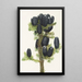 Sapin subalpin Abies lasiocarpa - Mary Vaux Walcott — gerahmtes Bild an der Wand