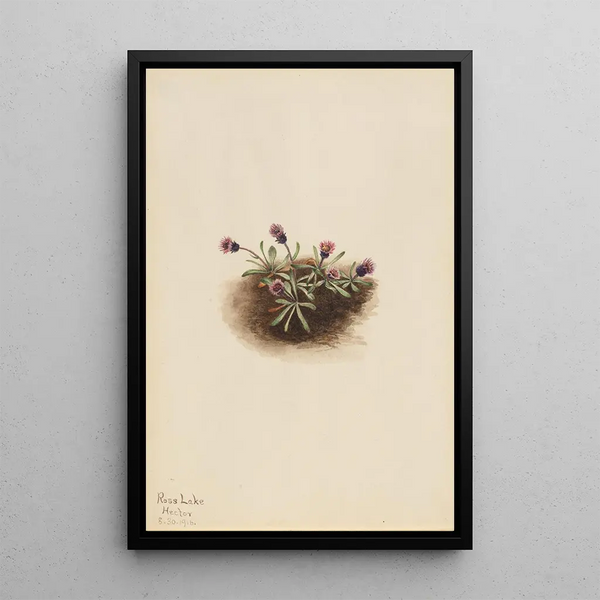 Mary Vaux Walcott - Alpine Fleabane Erigeron unalaschcensis.webp