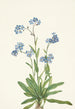 Myosotis des Alpes Myosotis alpestris - Mary Vaux Walcott — Ansicht des Kunstwerks