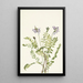 Astragal alpine Astragalus alpinus - Mary Vaux Walcott — gerahmtes Bild an der Wand