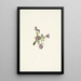 Fleur d'oxytropis alpine Oxytropis podocarpa - Mary Vaux Walcott — gerahmtes Bild an der Wand
